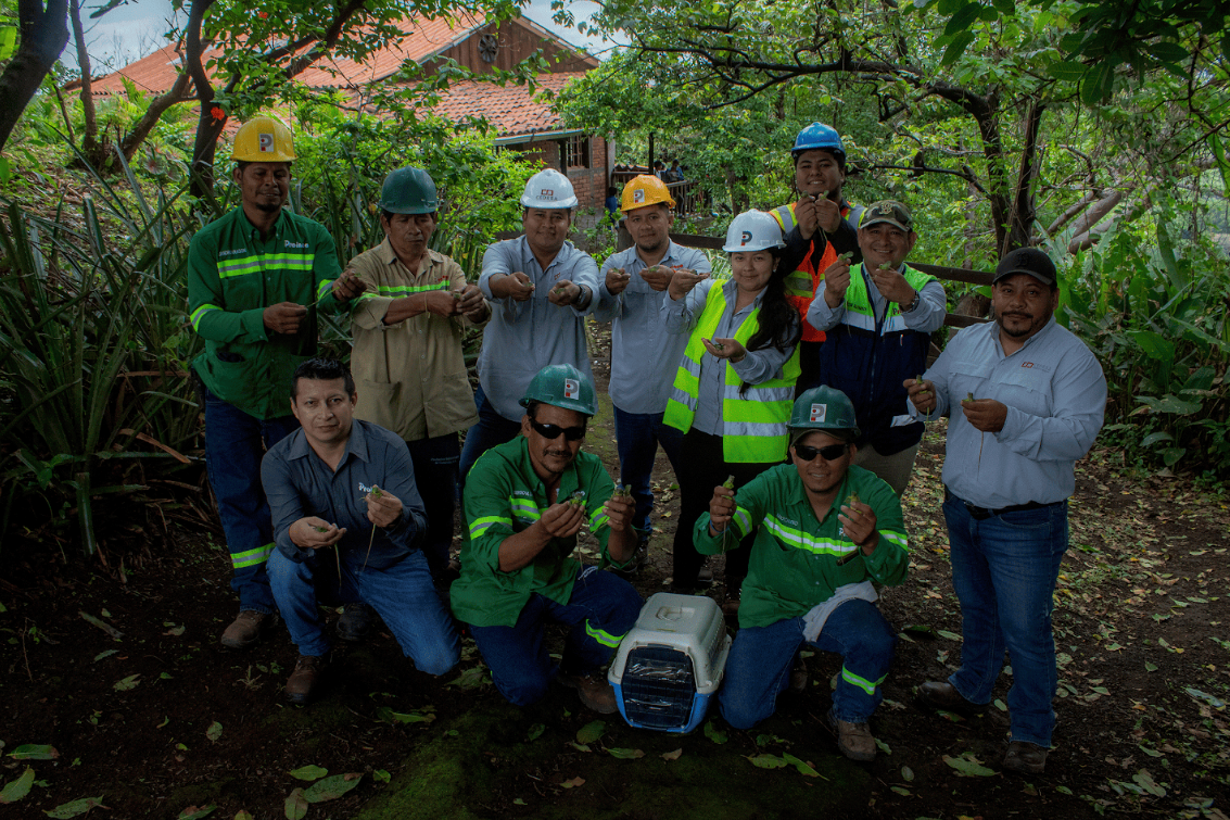 Proinco libera 400 iguanas verdes.