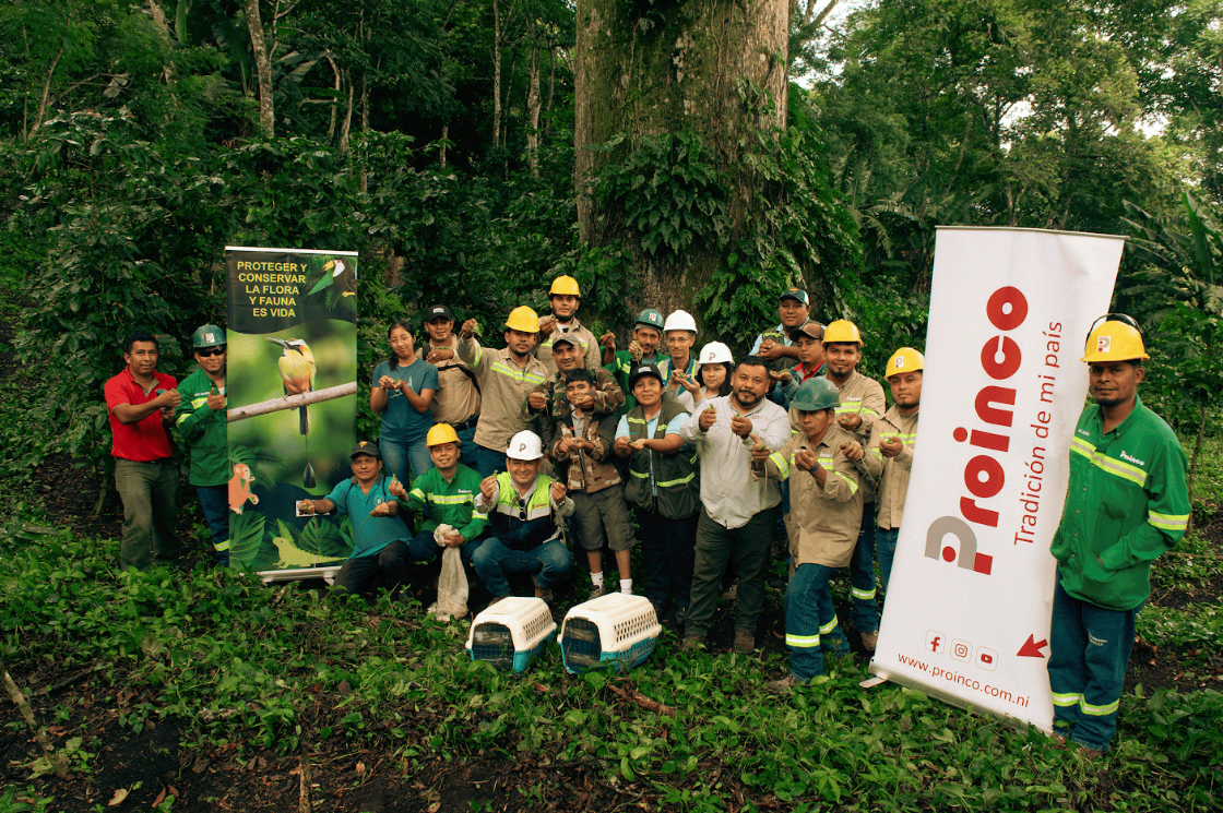 PROINCO libera 500 iguanas verdes